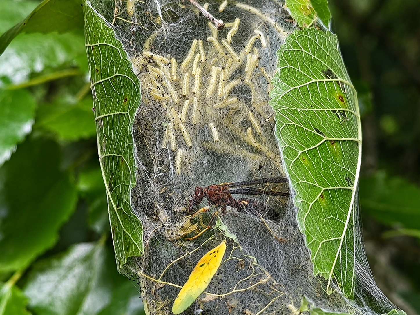 Predatory wasp hunting caterpillars inside a silk web
