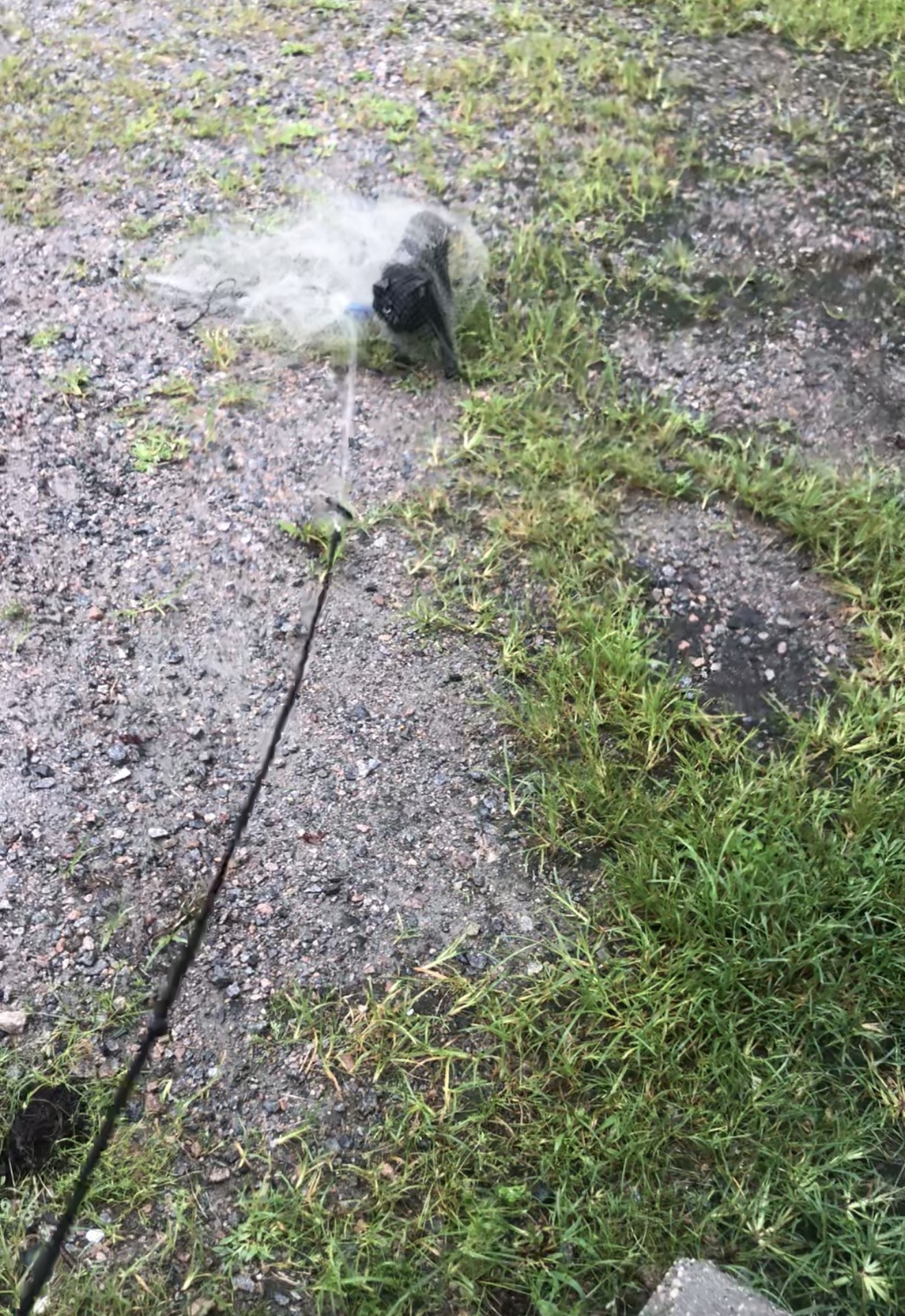 Safely capturing a cat suspected of having rabies